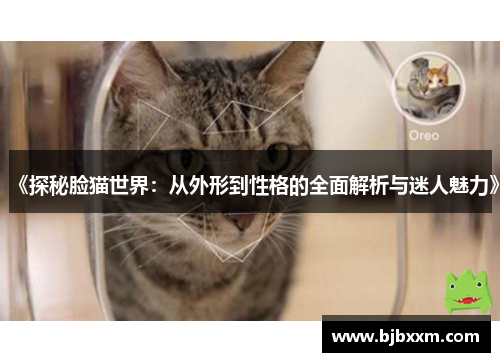 《探秘脸猫世界：从外形到性格的全面解析与迷人魅力》
